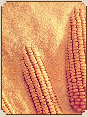 Maize Based Products